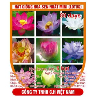 Hạt giống hoa sen nhật mini