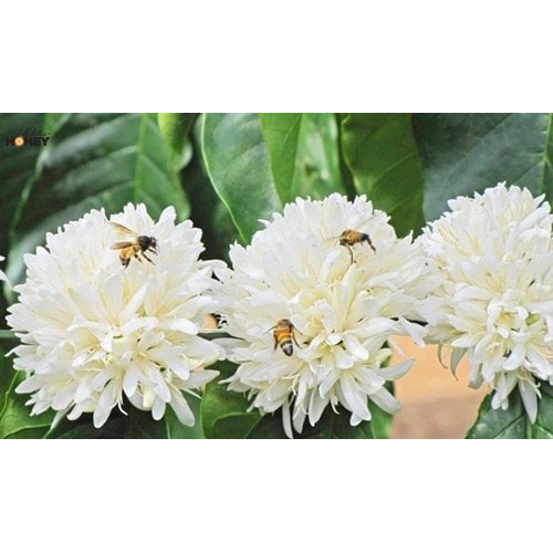 Mật ong rừng hoa Cafe HONEYLAND 500g mật ong thiên nhiên nguyên chất