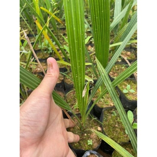 com bo 2 cây giống chà là ăn quả