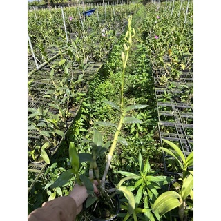 Lan Denro nắng chậu đag nụ