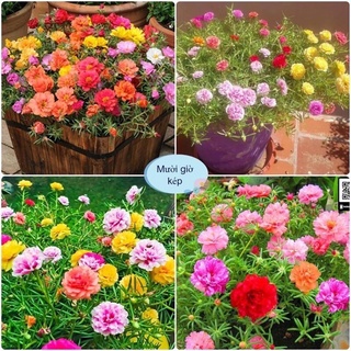 [Túi trồng thử] Gói 50 hạt giống hoa mười giờ cánh kép đã mix màu, Hạt giống hoa 10 giờ Mỹ loại 1