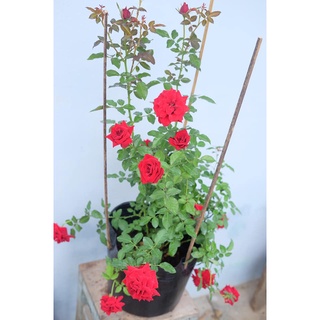 Cây hoa hồng siêu nụ cao 30-40cm