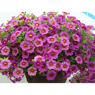 Hạt giống hoa Triệu chuông