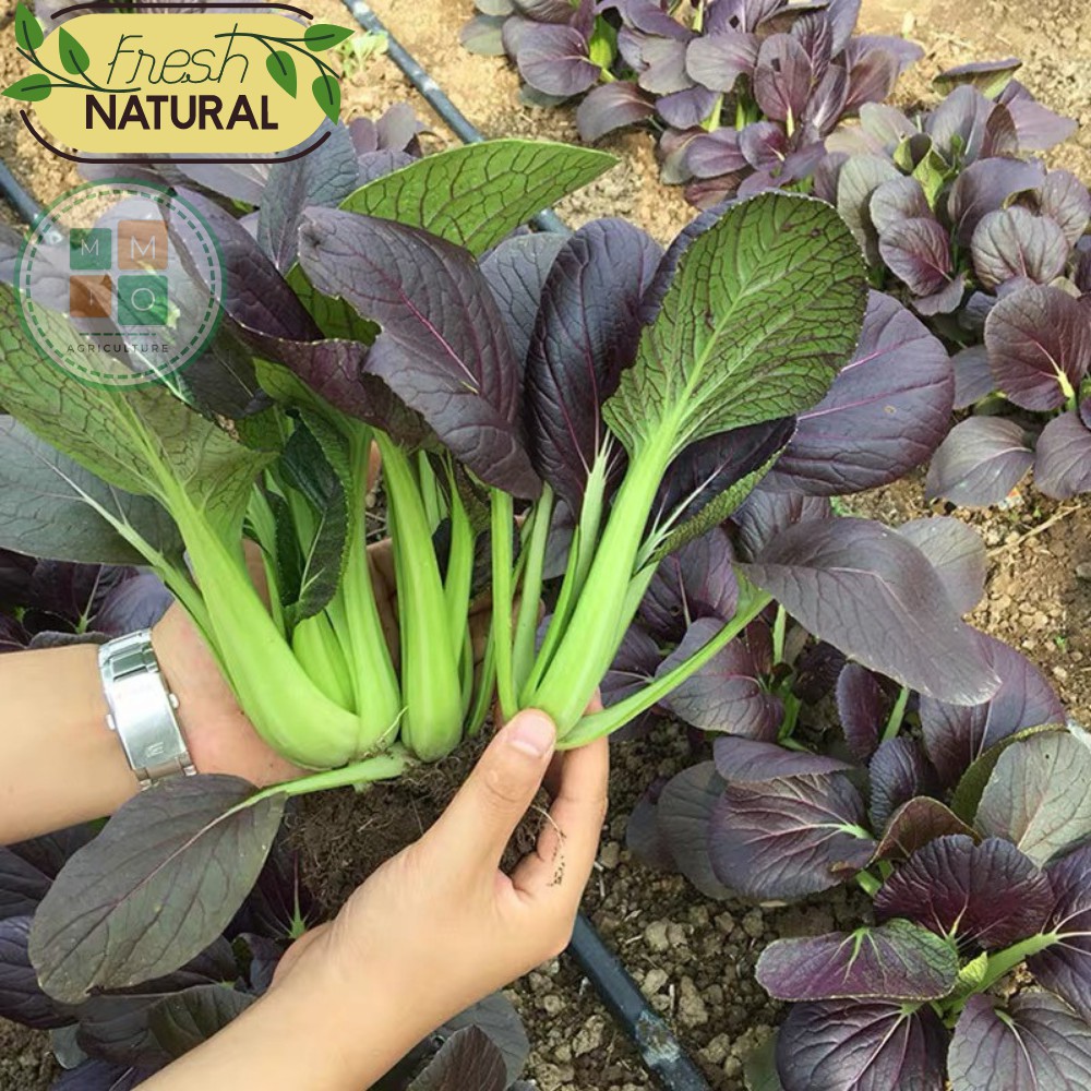 Hạt giống rau cải thìa tím (Purple Pakchoi) chịu nhiệt