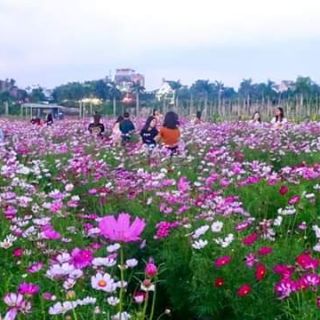 Hạt hoa sao nhái