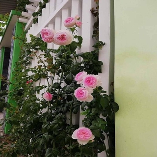 Hoa hông leo Mon Coeur rose +Tặng 02 cây nhót ngọt