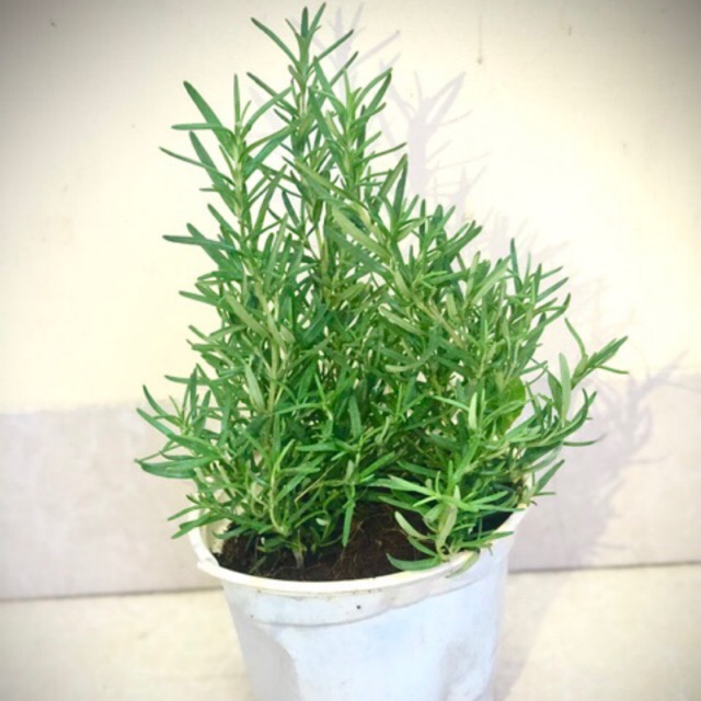 Cây hương thảo - Rosemary size trung (ảnh thật) - cây gia vị với hương thơm dịu nhẹ, vừa đuổi muỗi lại giúp thoải mãi