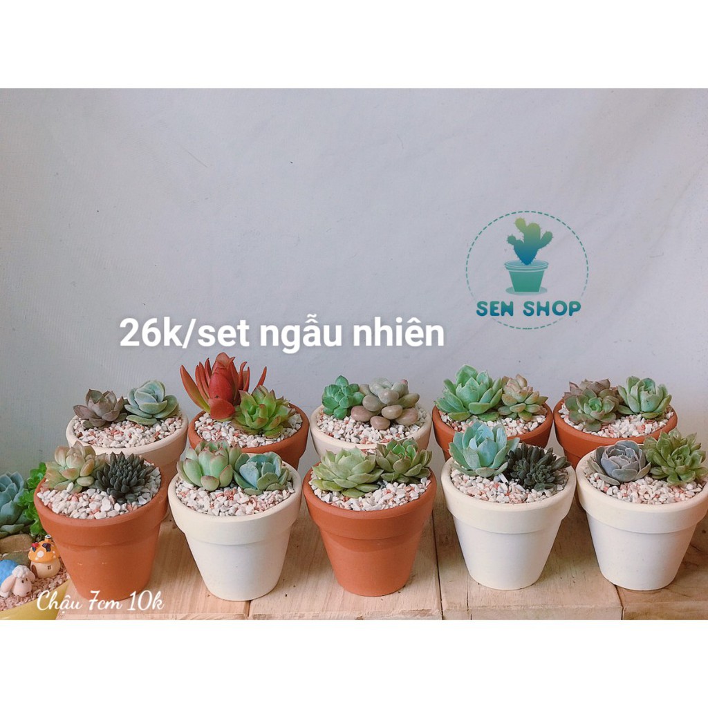 Chậu sen mix tiểu cảnh 26k-99k .