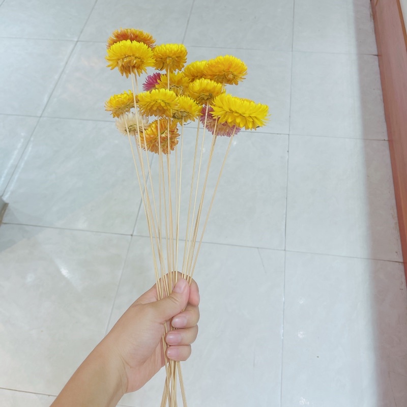 Hoa bất tử khô kèm cành màu ngẫu nhiên