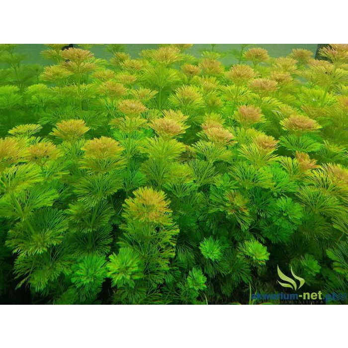 10 Nhánh Tiểu Bảo Tháp - Cây cắt cắm - Cây trồng trang trí hồ thủy sinh