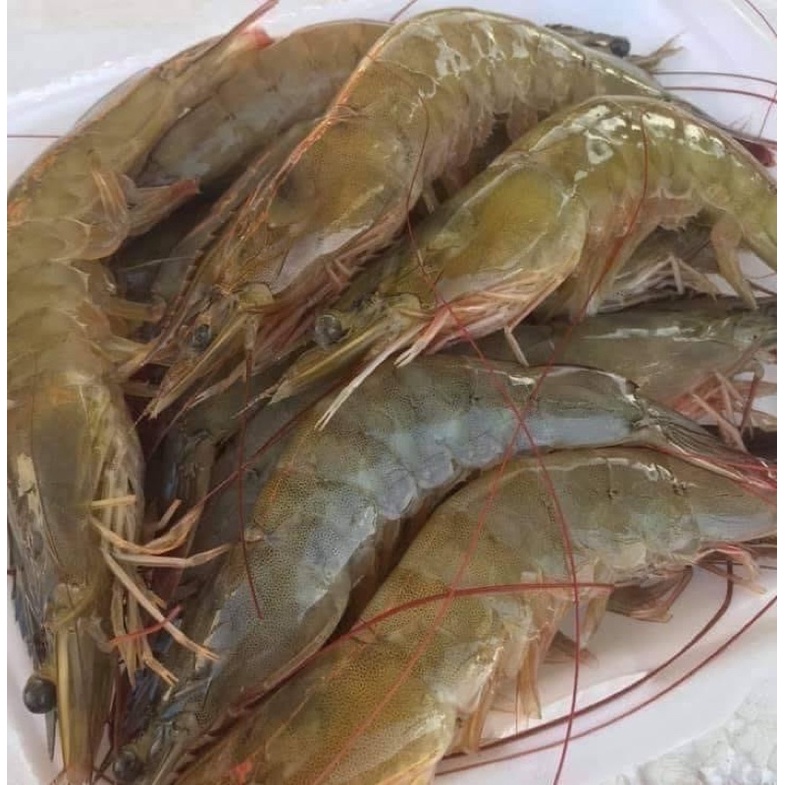 1kg Tôm thẻ sống dập đá tươi roi rói