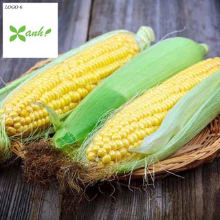 Hạt giống Bắp ngọt, Bắp Mỹ