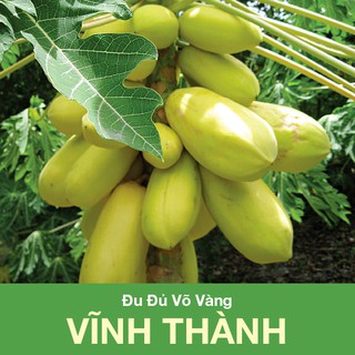 Hạt giống đu đủ vỏ vàng Vĩnh Thành