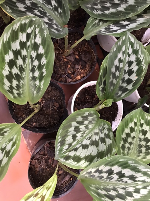 Chậu cứng Đuôi công hoa