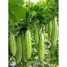 2G Hạt giống mướp đắng xanh ( khổ qua) 309 F1