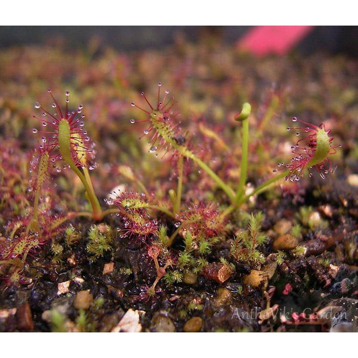 Cây bắt mồi gọng vó Drosera Capensis chuyên bắt côn trùng