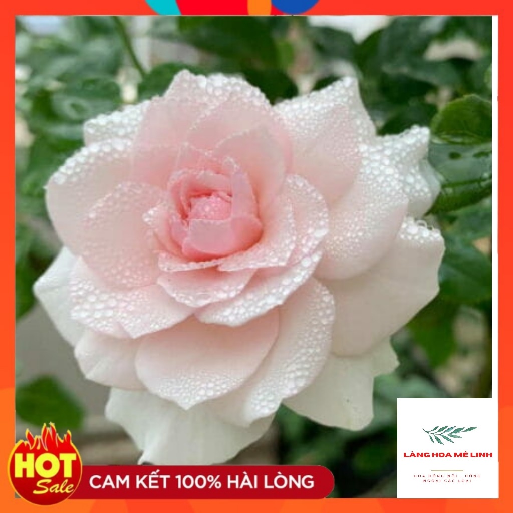 Hoa hồng Misaki Rose [HOA NHẬT SIÊU THƠM]- Nếu bạn muốn chọn một giống hoa khỏe, sai hoa, dễ trồng , hoa màu hồng phấn