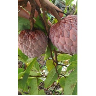 Cây Na Tím Giống