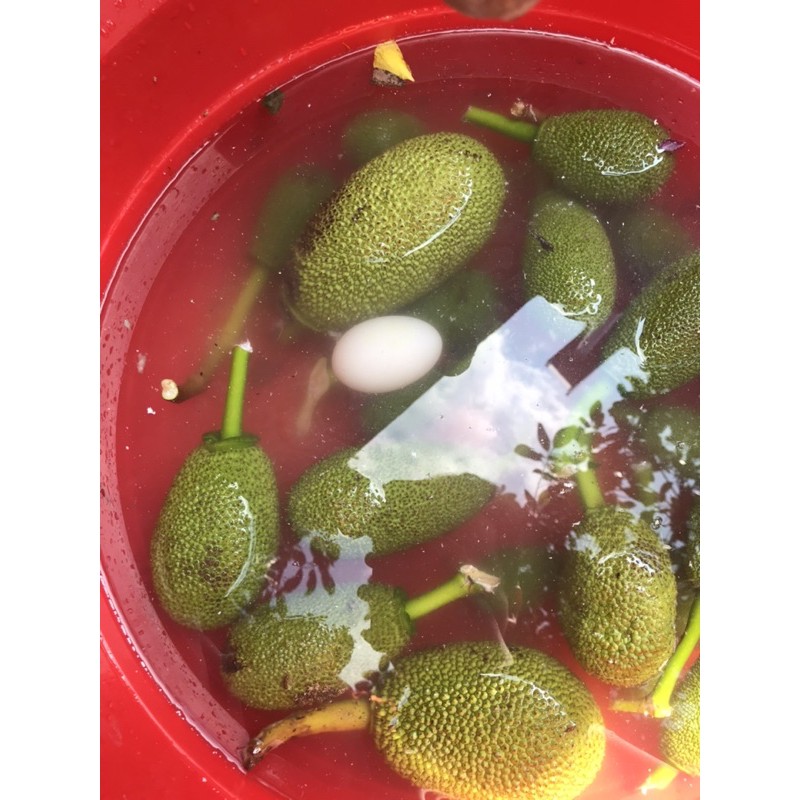 Trái mít non. 15k/kg