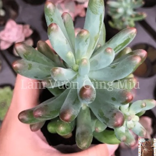 Sen Đá Thạch Ngọc Mỹ 🩸🩸🩸 Size Bầu