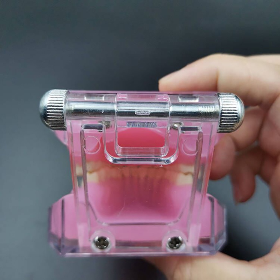 [Hàng mới về] Mô hình răng hàm miệng mềm phục vụ cho việc giảng dạy