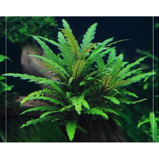 cây Liễu Răng Cưa