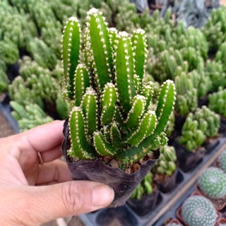 XƯƠNG RỒNG THANH SƠN - KÈM CHẬU ĐẤT NUNG