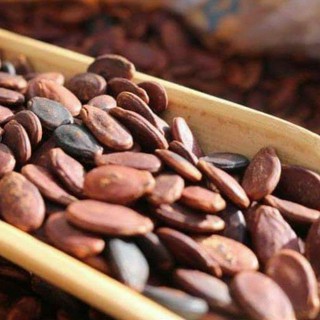 HẠT DƯA NHỎ KHÔNG MÀU.