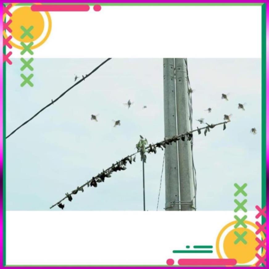 ⭐  combo 5 Hũ Keo Bẫy Chim Sẻ_ Siêu Dính