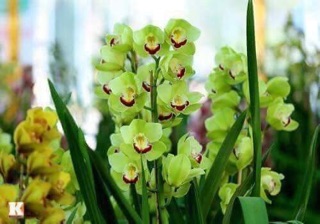 Củ hoa địa lan đã mọc mầm 25k /củ