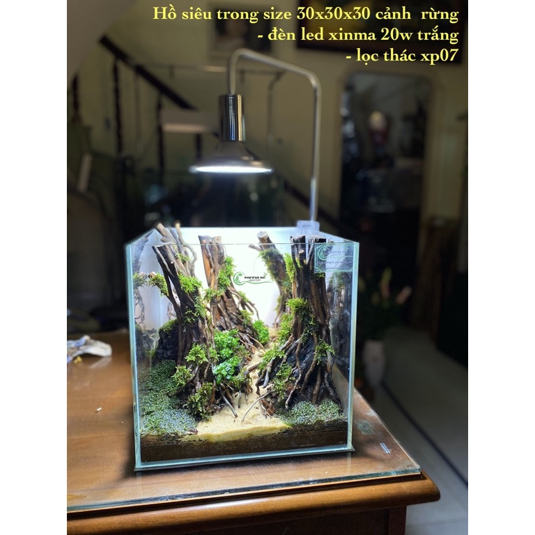 Rễ rừng thuỷ sinh 100g