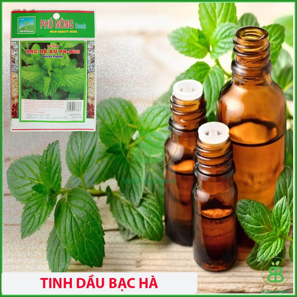 Hạt Giống Húng Lũi 0,2Gr (Bạc Hà Âu) Thơm Ngon