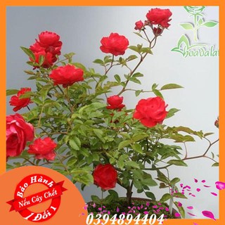 Cây Hoa Hồng Tỉ Muội Đỏ