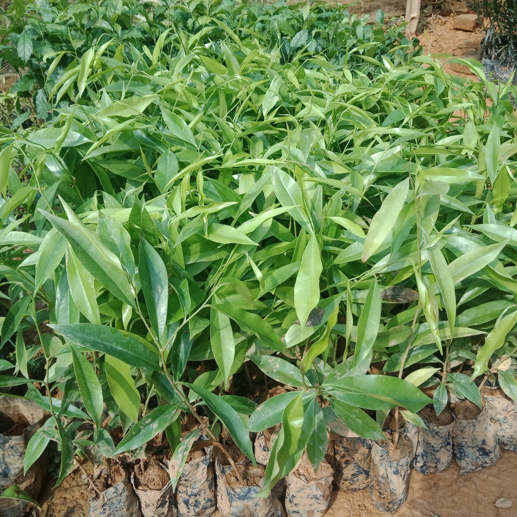 Conbo 5 cây giống trầm hương lấy gỗ, cây cao 20-25cm