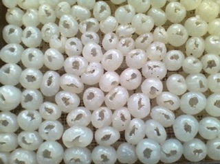 Long Nhãn số 1 Hưng yên