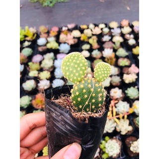 Xương rồng tai thỏ size bầu