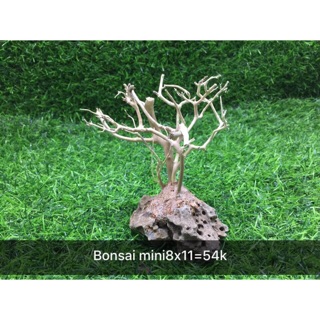 Cây bonsai tự nhiên