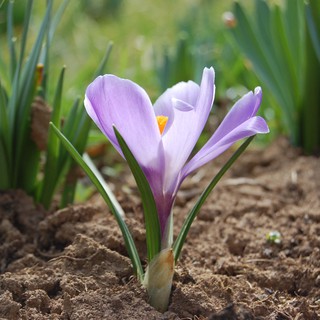 Củ Nghệ Tây Saffron