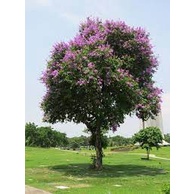 cây bằng lăng ổi giống