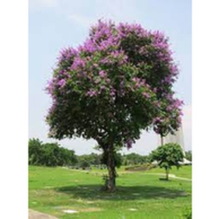 Cây bằng lăng ổi giống