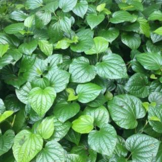 cây Lá lốt tươi/ 50cay40k