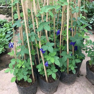 Cây Đậu Biếc siêu bông