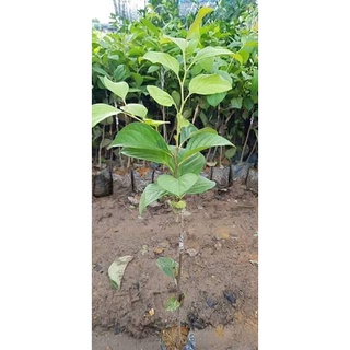 Cây giống hồng giòn đà lạt không hạt