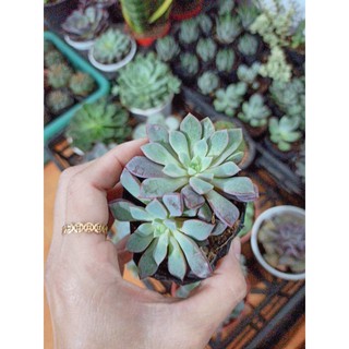 Sen đá ruby tím - sim tím (Đọc mô tả)