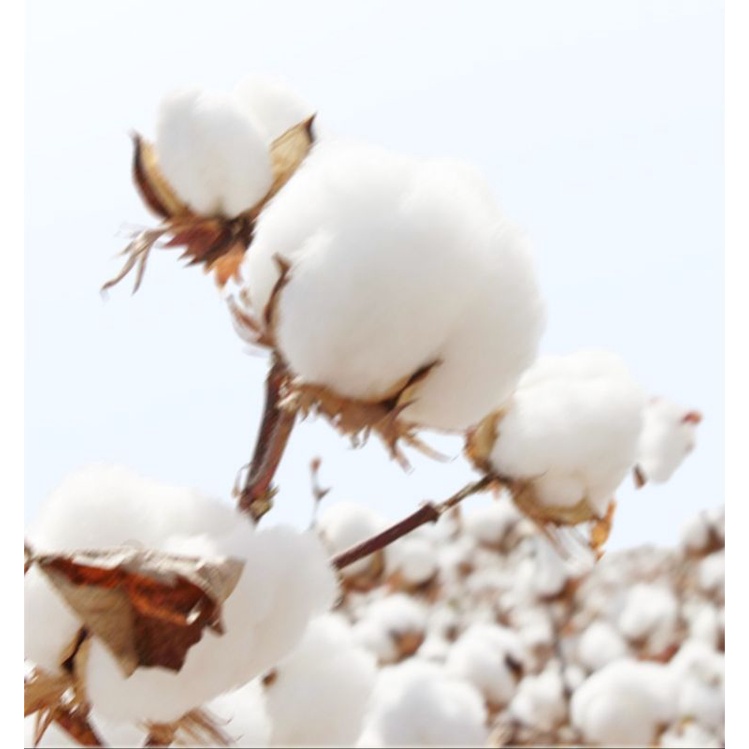 BÔNG TẨY TRANG 222 MIẾNG - COTTON PADS - Nội địa Trung | BigBuy360 - bigbuy360.vn