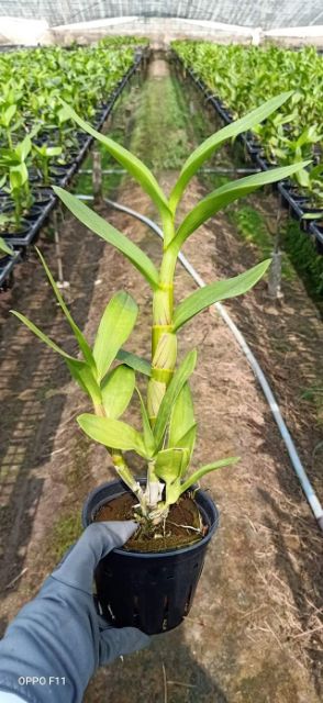 Denro nắng King 3 xưa