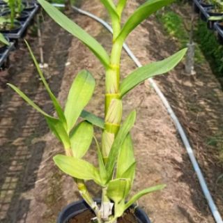 Denro nắng King 3 xưa đứng ngọn sắp hoa