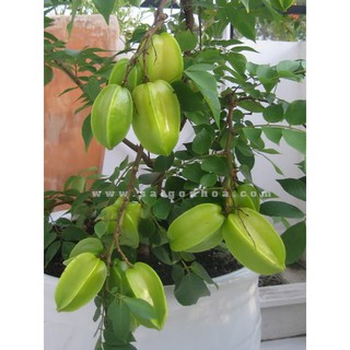 Hạt giống cây khế chua 5 hạt - tặng kèm 3 viên nén kích thích ươm hạt giống - DC