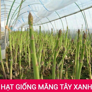 Hạt giống măng tây - gói 10 hạt