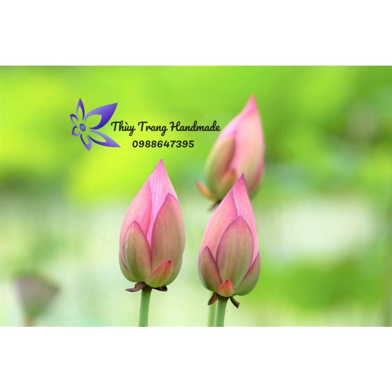Gói 3 xốp làm búp sen cho hoa giấy, hoa voan, hoa đất sét